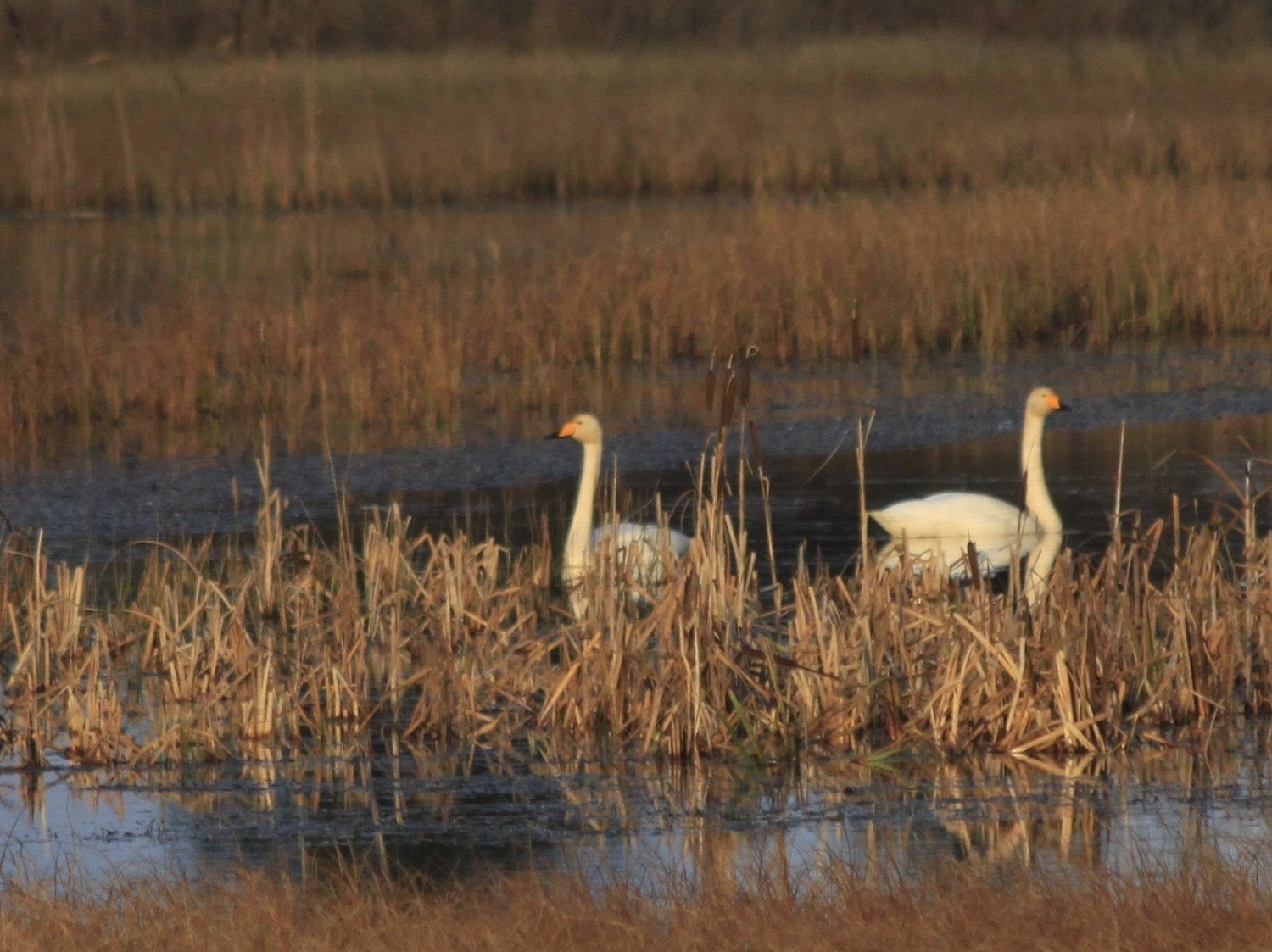 Whooper Swans (© Barry Murphy)
