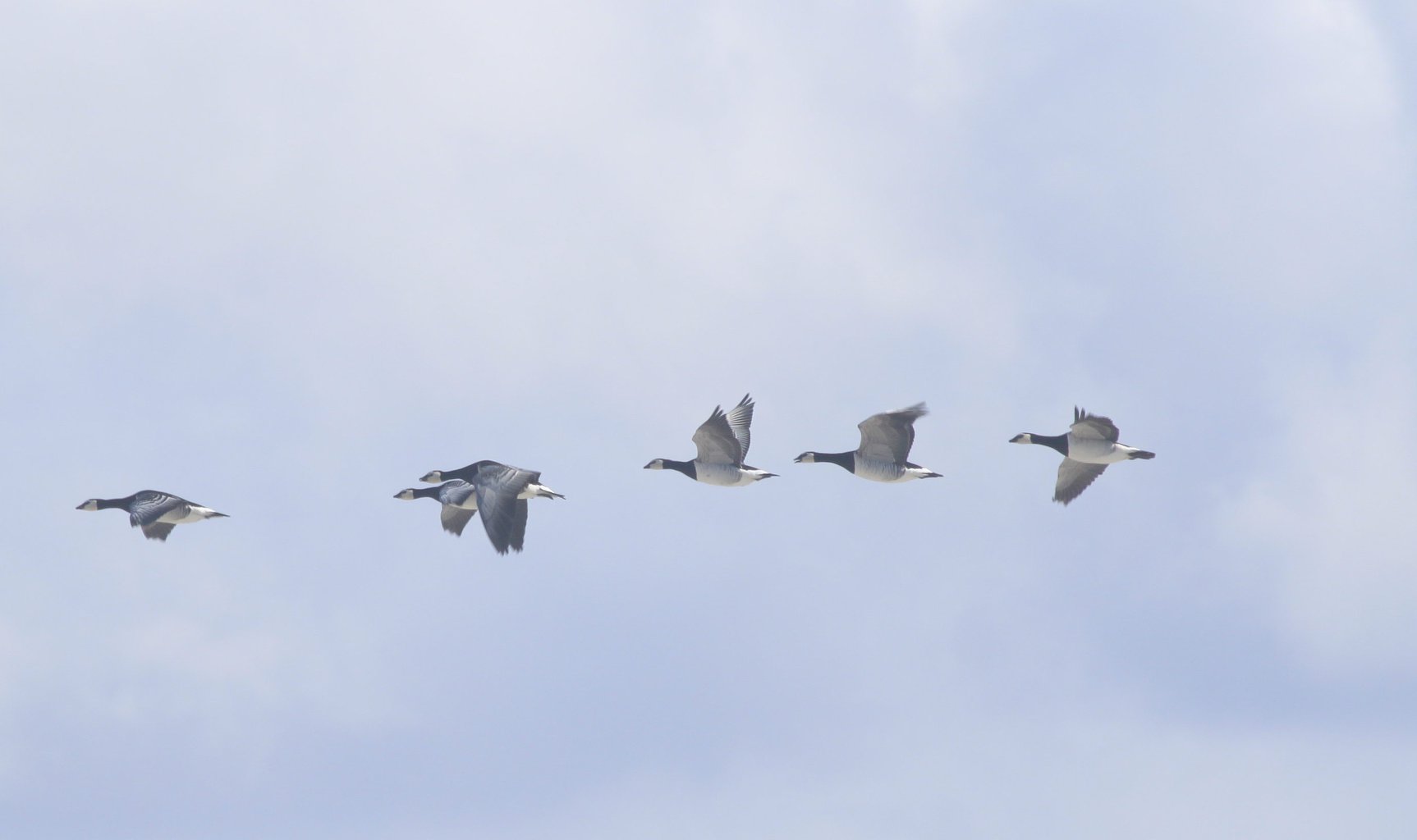 Barnacle Geese on Iniskea South Island (© Barry Murphy)