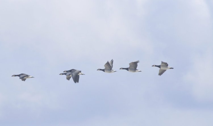 Barnacle Geese on Iniskea South Island (© Barry Murphy)