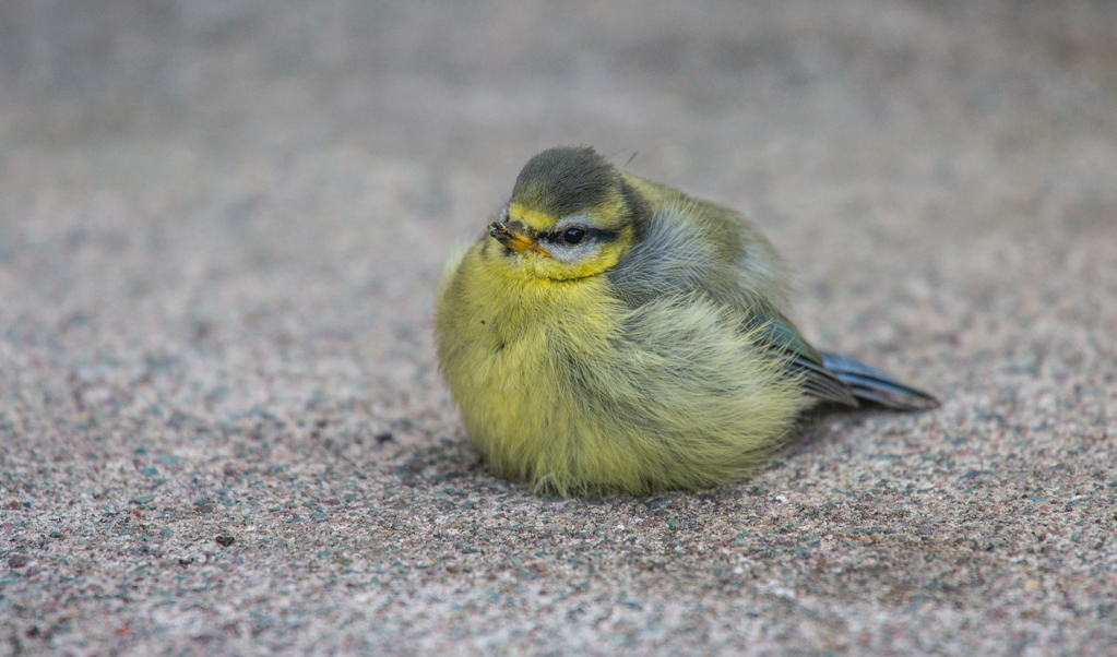 Blue Tit (© Helen Lawson)