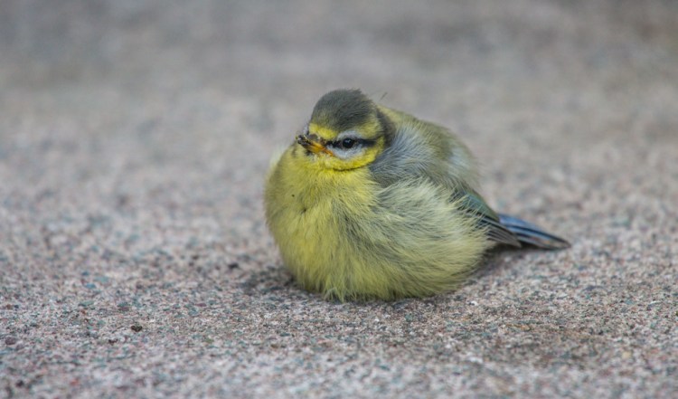 Blue Tit (© Helen Lawson)