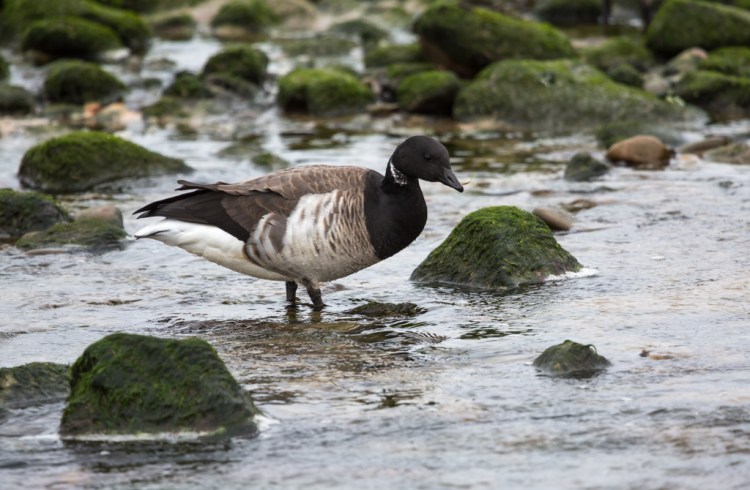 Brent Goose (© Helen Lawson)
