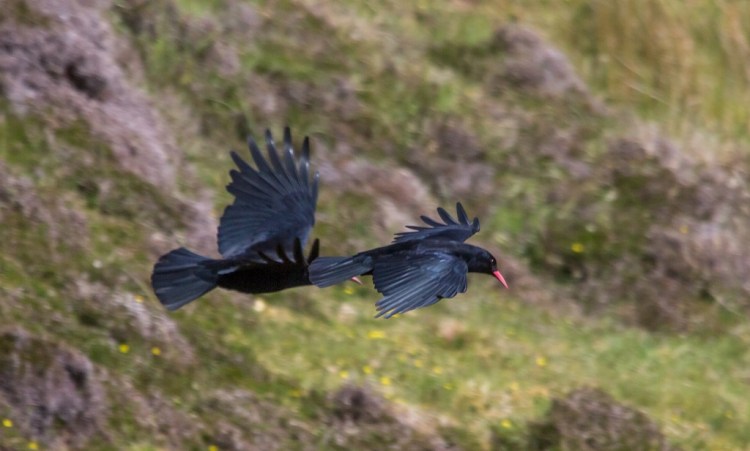 Choughs (© Helen Lawson)