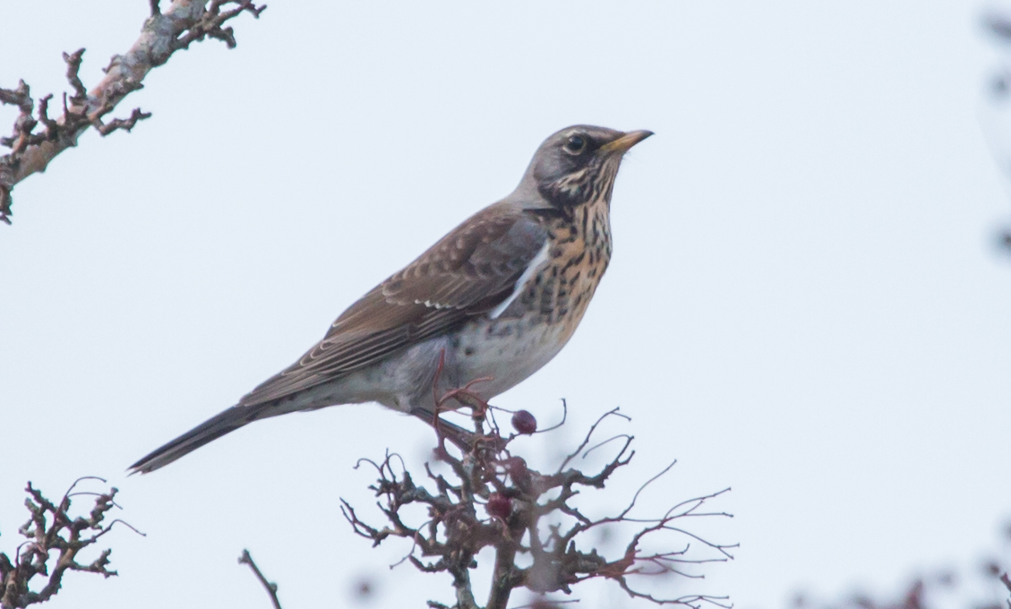 Fieldfare (© Helen Lawson)