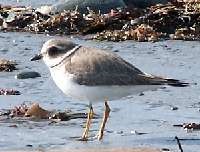 Ringed Plover (© Lorraine Shelley)