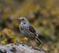 Rock Pipit (© Kevin Murphy)