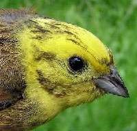 Yellowhammer (© Wendy Stringer)