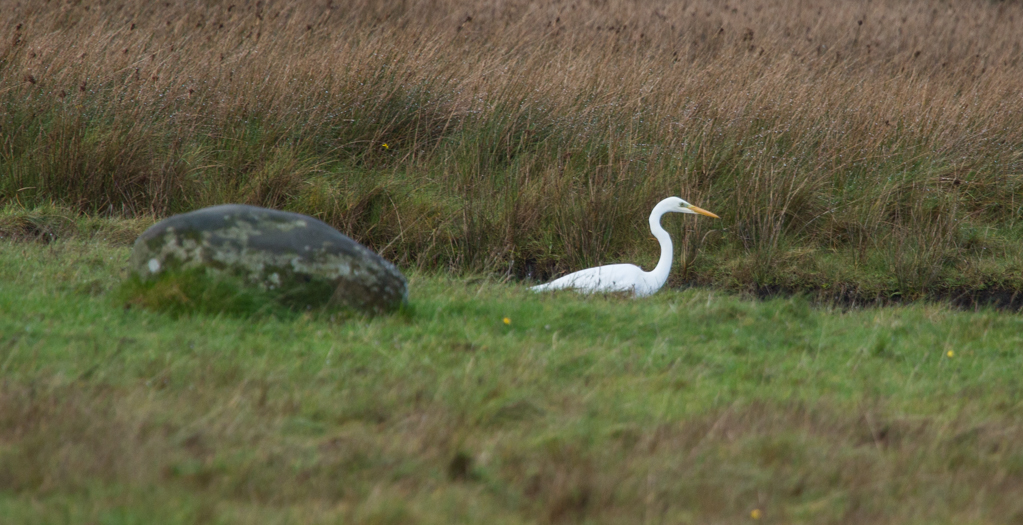 Great White Egret (© Helen Lawson)