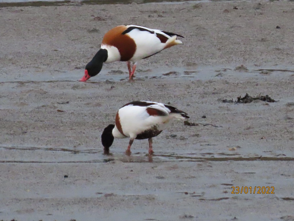 Shelduck (© Jon Freestone)