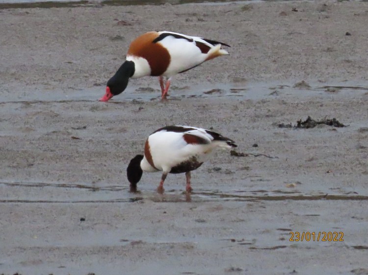 Shelduck (© Jon Freestone)