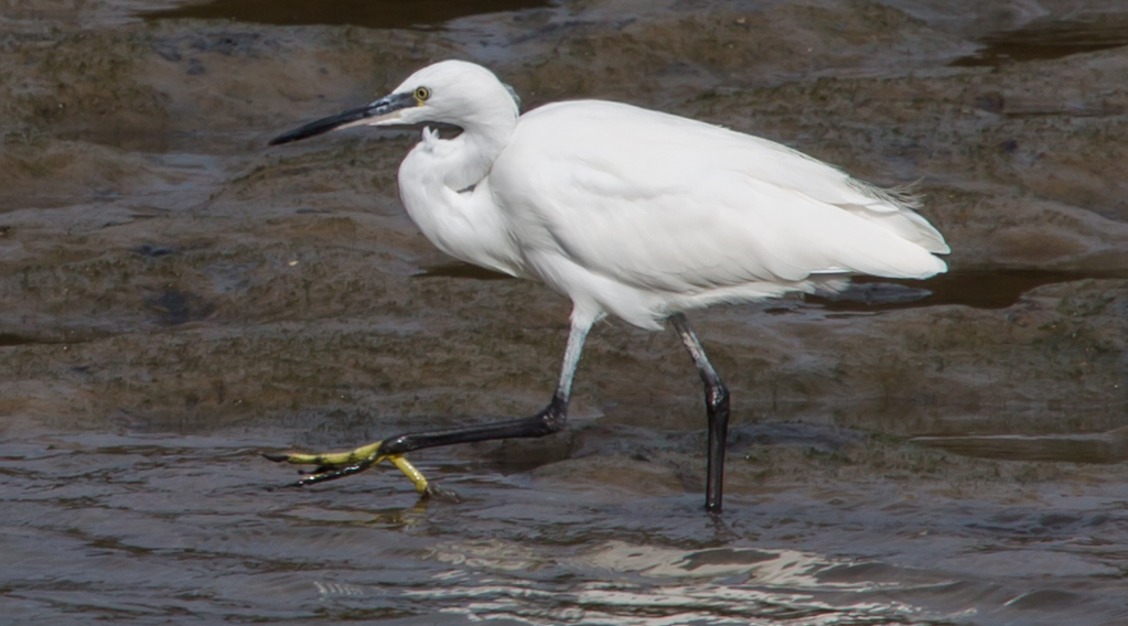 Little Egret (© Helen Lawson)
