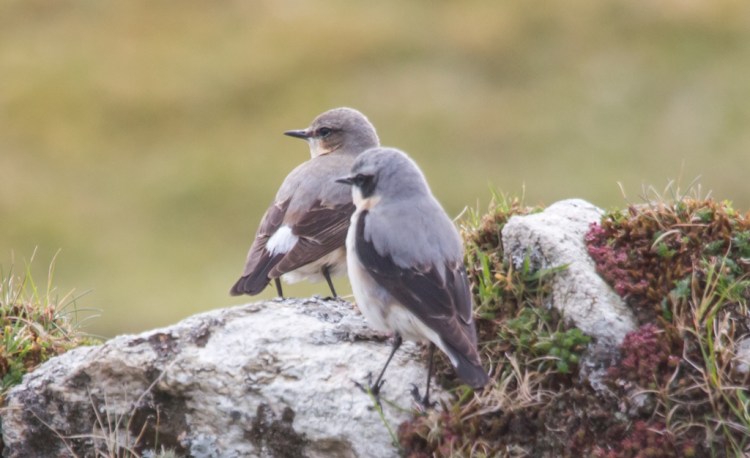 Male Wheatears (© Helen Lawson)