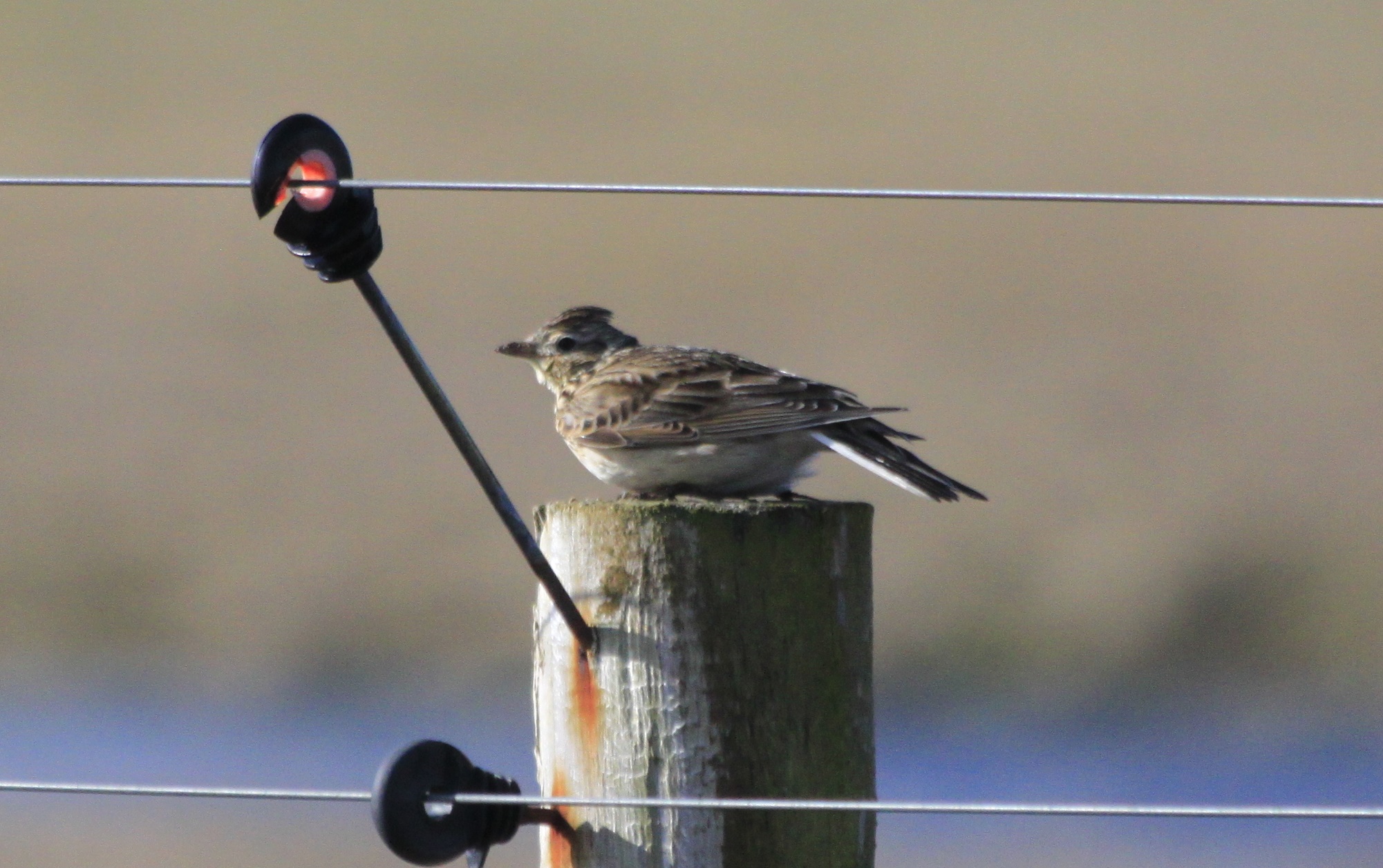 Skylark, at Annagh Marsh (© Barry Murphy)