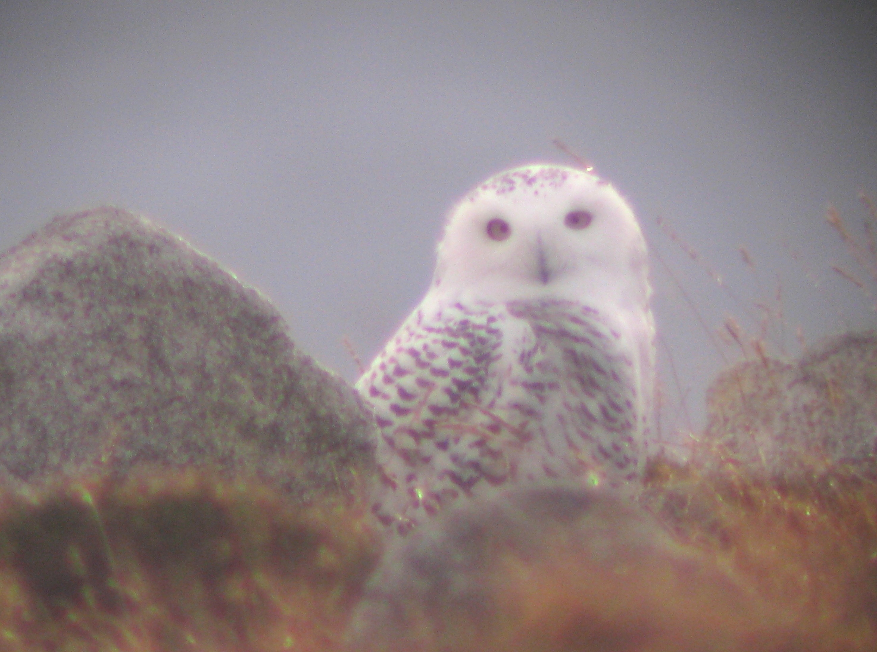 Snowy Owl, on Termon Hill (© Barry Murphy)