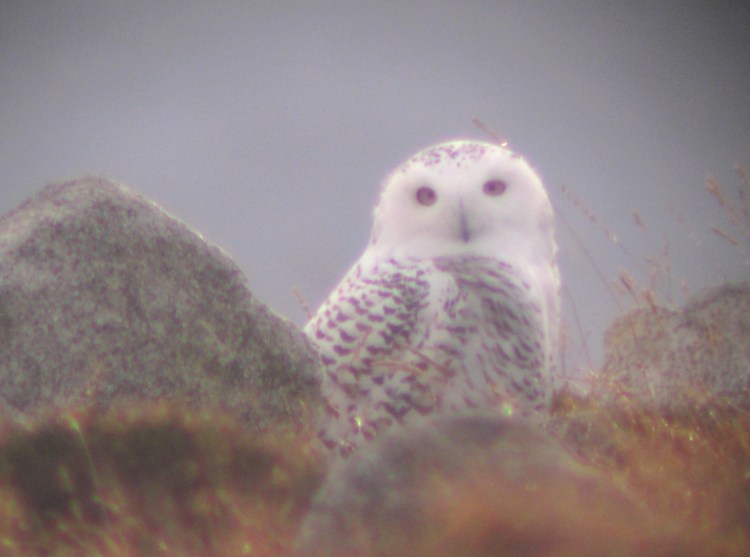 Snowy Owl, on Termon Hill (© Barry Murphy)