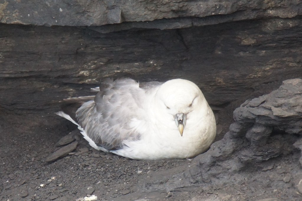 Fulmar at Downpatrick Head © Graham Cawdell