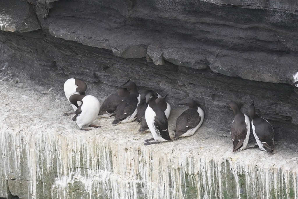 Guillemots at Downpatrick Head © Graham Cawdell