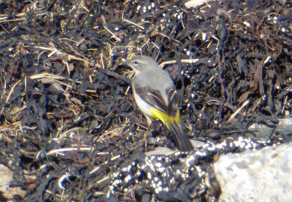 Grey Wagtail at Murrisk © Graham Cawdell